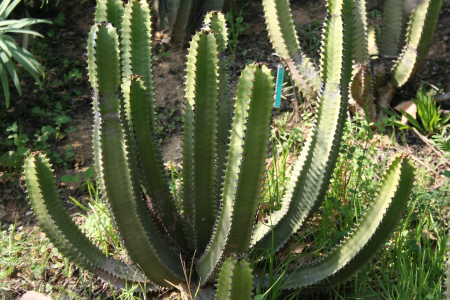 Euphorbia Canariensis